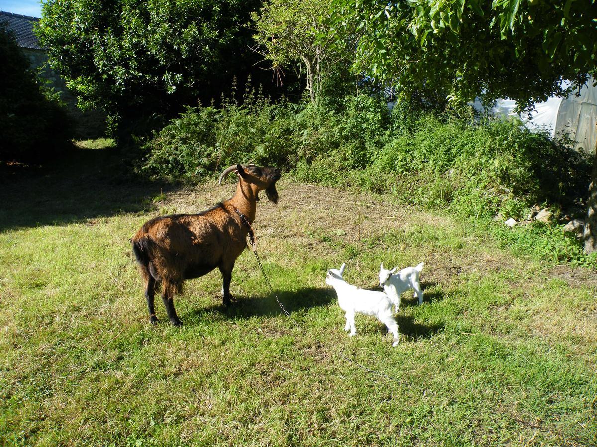 普洛戈La Ferme Du Bout Du Monde住宿加早餐旅馆 外观 照片